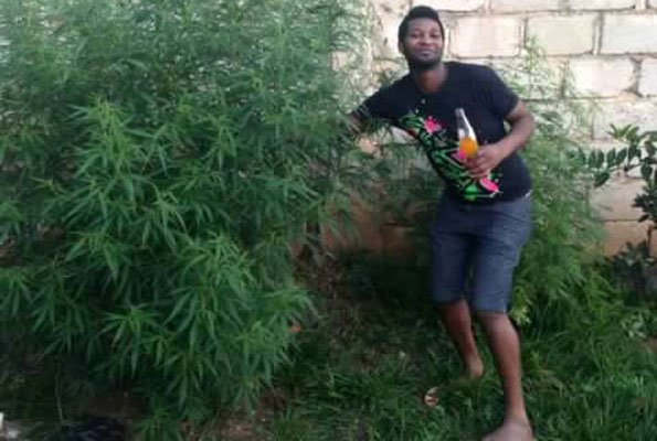 the marijuana plants found in Goodlyfe’s home.
