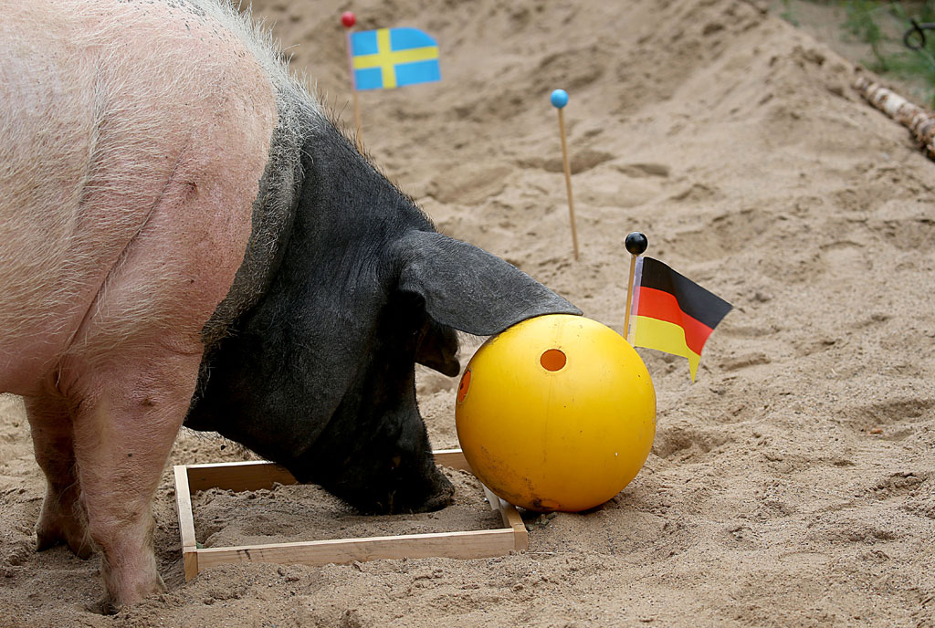 Oracle pig "Eberhard", nicknamed "Harry", places his tip for the football match between Germany and Sweden to be played during the FIFA Football World Cup taking place in Russia, on June 21, 2018 in Cologne, western Germany. Eberhard, who had a nose for the result of Germany's first World Cup match by predicting a victory of Mexico, this time tipped Germany to win. AFP PHOTO